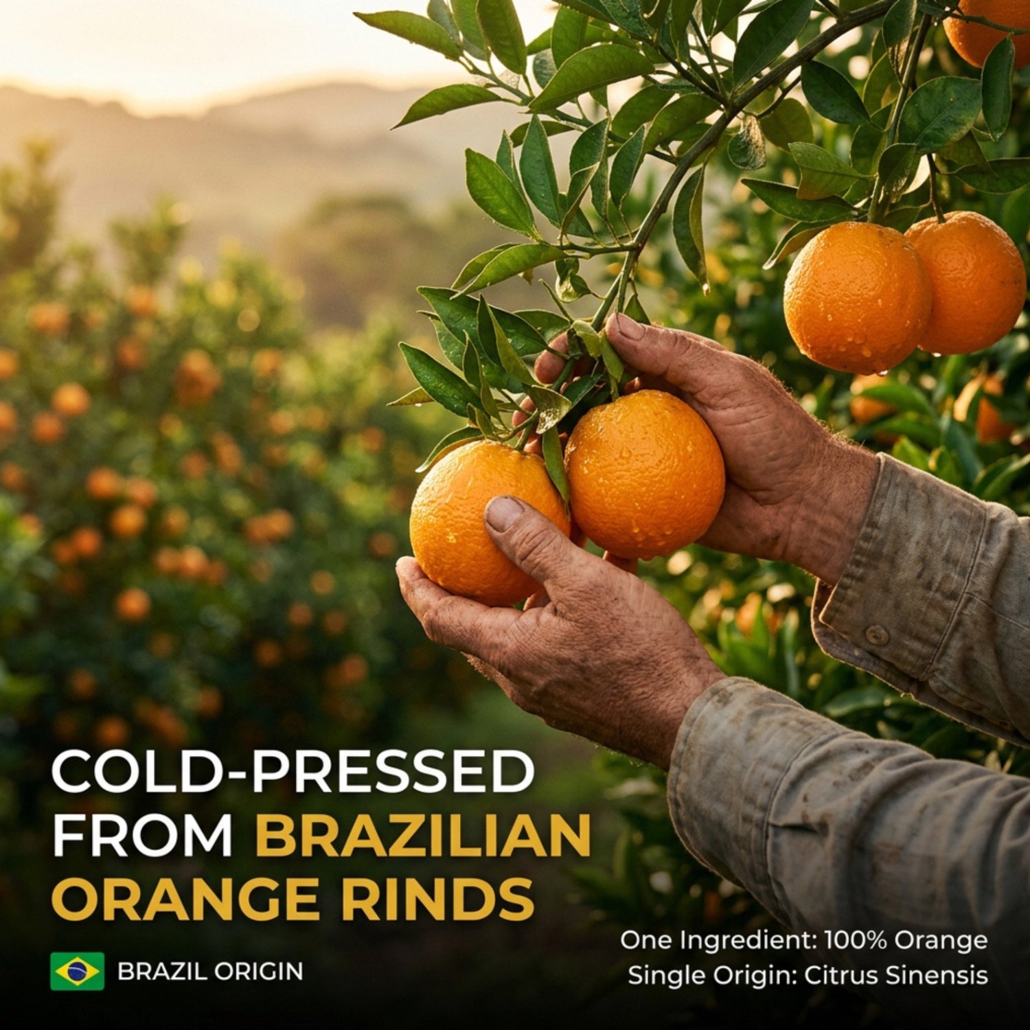 Sweet Orange Essential Oil